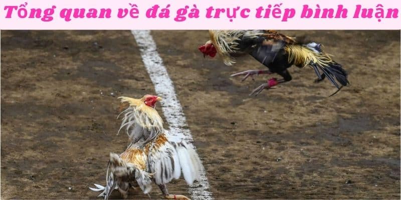 Hiểu rõ tổng quan về đá gà trực tiếp bình luận