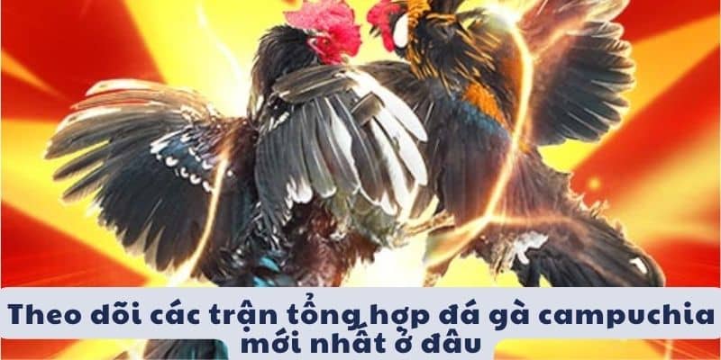 Tham gia các diễn đàn cộng đồng để theo dõi các trận đấu gà trực tiếp