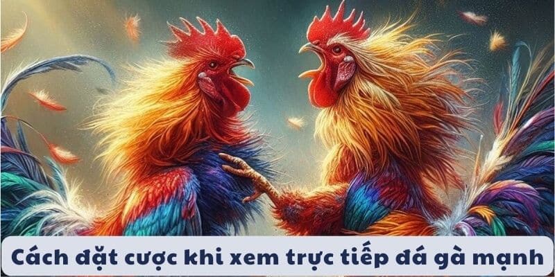 Hiểu tỷ lệ cược và cách đặt cược cơ bản